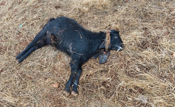 ערבים הרעילו עדר צאן של חווה בבנימין: חשוד אחד נעצר
