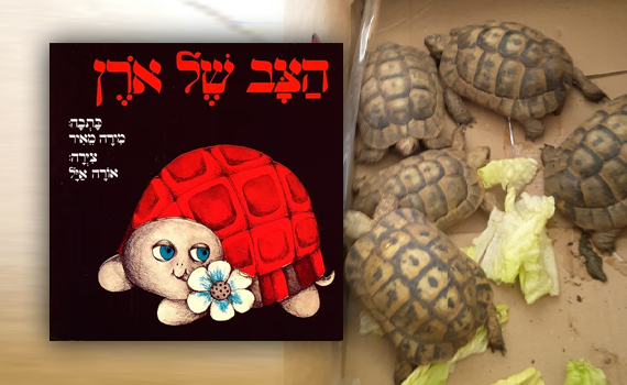 "הצב של אורן" כבר לא חוקי: זה השינוי שנעשה בספר הילדים האהוב