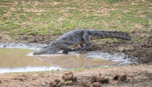 צדו כמו נמרים: מחקר חדש חשף זן תנינים שמטפס על עצים