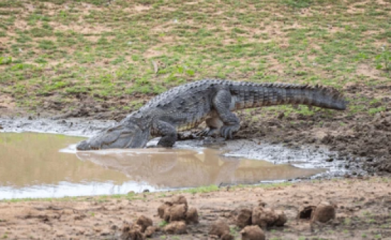 צדו כמו נמרים: מחקר חדש חשף זן תנינים שמטפס על עצים