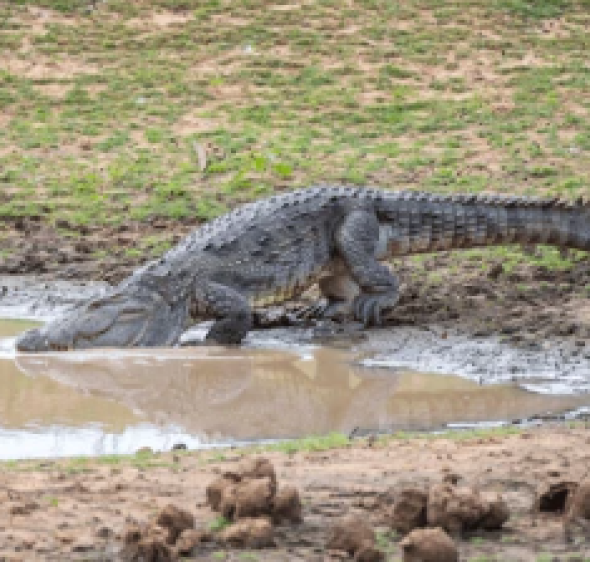 צדו כמו נמרים: מחקר חדש חשף זן תנינים שמטפס על עצים
