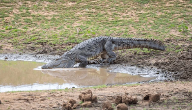 צדו כמו נמרים: מחקר חדש חשף זן תנינים שמטפס על עצים