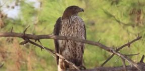 אורח נדיר הפתיע בספארי: עיט ניצי נחת בסוואנה