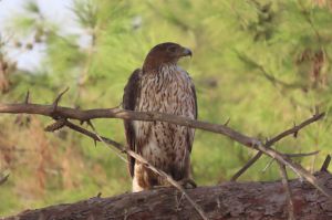 אורח נדיר הפתיע בספארי: עיט ניצי נחת בסוואנה