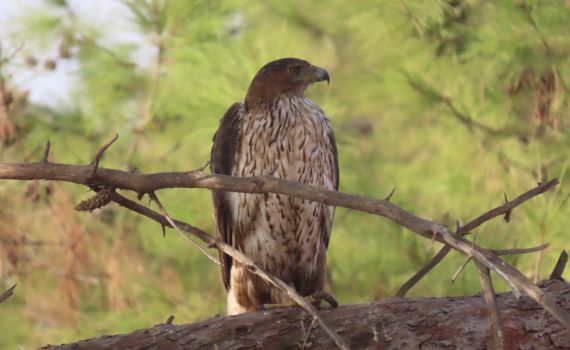 אורח נדיר הפתיע בספארי: עיט ניצי נחת בסוואנה