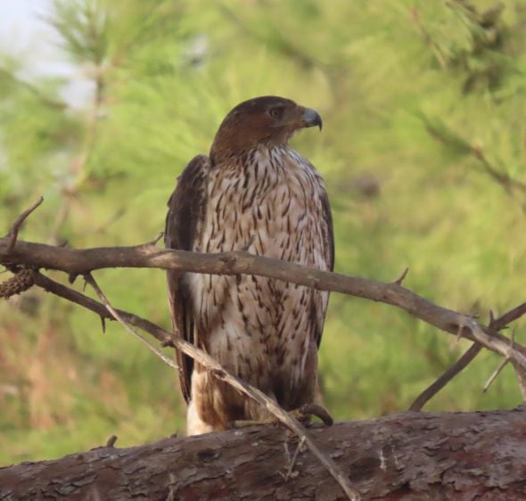 אורח נדיר הפתיע בספארי: עיט ניצי נחת בסוואנה