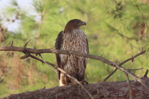 אורח נדיר הפתיע בספארי: עיט ניצי נחת בסוואנה