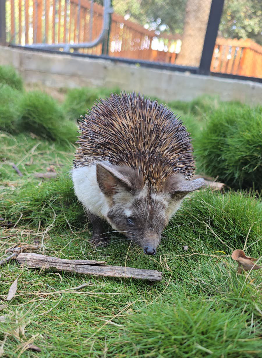תיעוד: קיפוד מדבר פצוע טופל בבית החולים של הספארי
