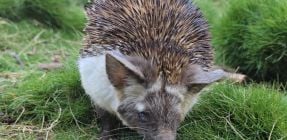 תיעוד: קיפוד מדבר פצוע טופל בבית החולים של הספארי