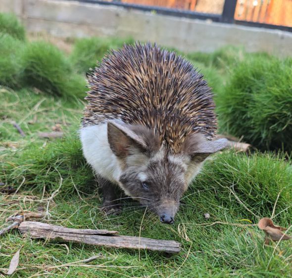 תיעוד: קיפוד מדבר פצוע טופל בבית החולים של הספארי