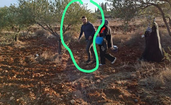 במסיק מתואם: בעל חווה בשומרון הותקף באבנים ונפצע באורח קל