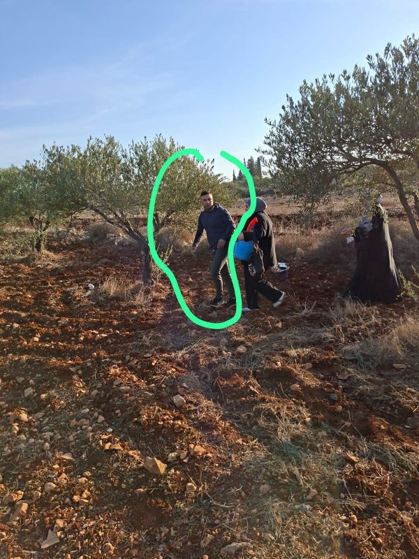 במסיק מתואם: בעל חווה בשומרון הותקף באבנים ונפצע באורח קל