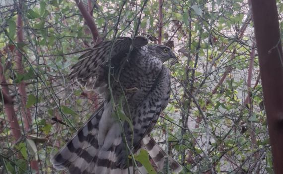 "היה תשוש לגמרי": רועה צאן בבנימין חילץ עוף דורס שנלכד בסבך