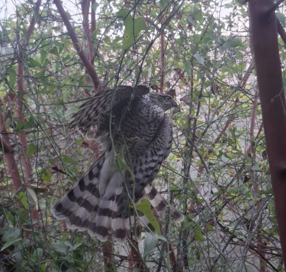 "היה תשוש לגמרי": רועה צאן בבנימין חילץ נץ שנלכד בסבך