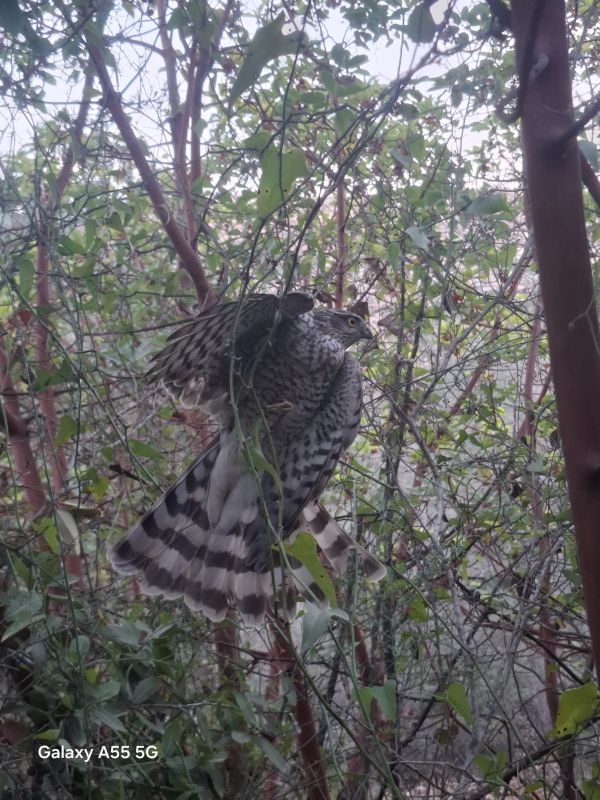 "היה תשוש לגמרי": רועה צאן בבנימין חילץ נץ שנלכד בסבך