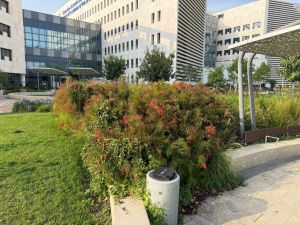 בתגובה לאירלנד: בית החולים במהלך להנצחת חיים הרצוג