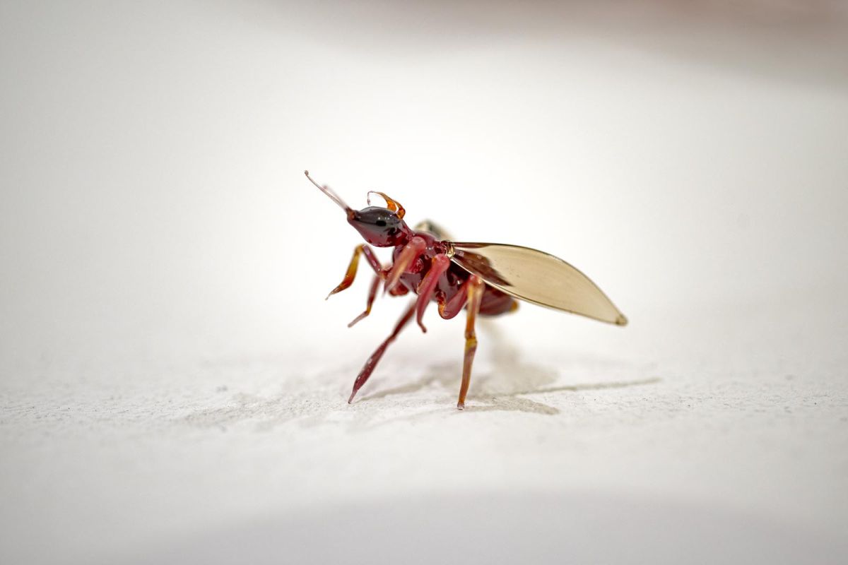 כמה באמת אנו תלויים בחרקים? התערוכה שמגלה את סודות ההאבקה