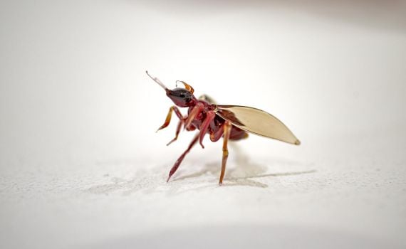 כמה באמת אנו תלויים בחרקים? התערוכה שמגלה את סודות ההאבקה