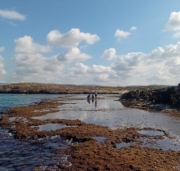 ראיתם קונכיות על הסלעים? זה מה שהן אומרות על מצב הים התיכון
