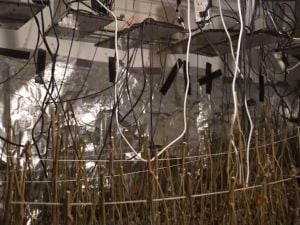 תיעוד: 42 ק"ג של סמים נתפסו בדירה בחדרה