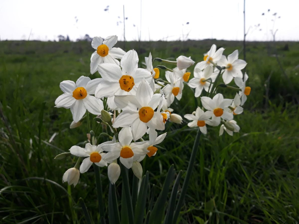 הנרקיסים פורחים: מסלול חורפי באחת הביצות האחרונות בישראל