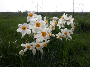 הנרקיסים פורחים: מסלול חורפי באחת הביצות האחרונות בישראל