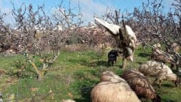 נתפסו על חם: רועה צאן מבית ענות סיכל ציד ציפורי שיר. צפו