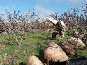 נתפסו על חם: רועה צאן מבית ענות סיכל ציד ציפורי שיר. צפו