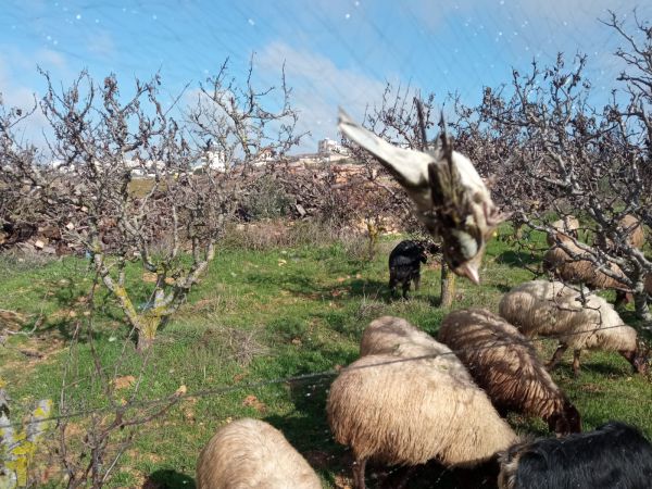 נתפסו על חם: רועה צאן מבית ענות סיכל ציד ציפורי שיר. צפו