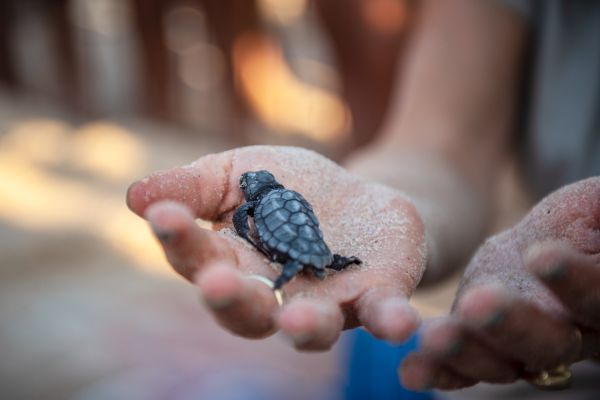 מרכז הצלה לצבי ים וגוזל נשר חדש: שנה משמעותית לחיות הבר בארץ