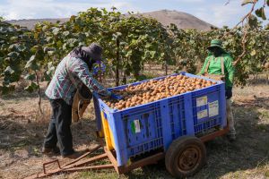 רשות האוכלוסין: מעל 60 אלף עובדים זרים נכנסו ב־2025 לישראל