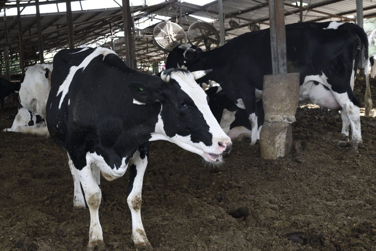 להתנתק מהעבר: רפורמת החלב כהכרח לאומי לכלכלה מודרנית