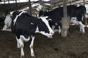 להתנתק מהעבר: רפורמת החלב כהכרח לאומי לכלכלה מודרנית