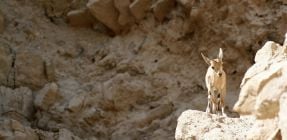 לאחר השיטפונות: שמורת עין גדי תיפתח מחדש למבקרים