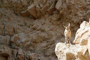 לאחר השיטפונות: שמורת עין גדי תיפתח מחדש למבקרים
