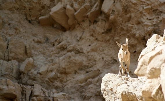 לאחר השיטפונות: שמורת עין גדי תיפתח מחדש למבקרים