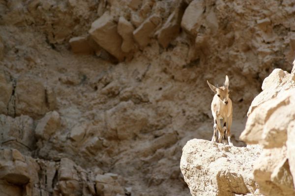 לאחר השיטפונות: שמורת עין גדי תיפתח מחדש למבקרים