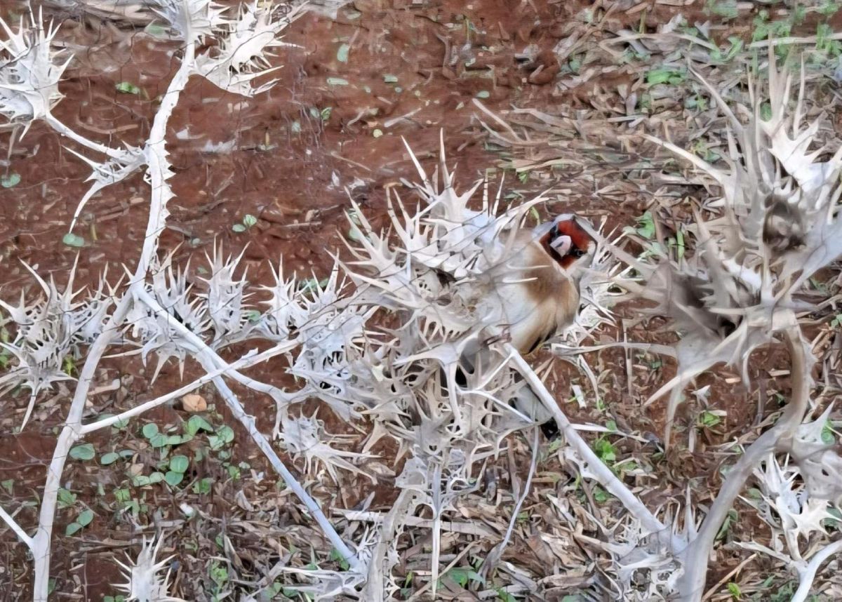 הציד הבלתי חוקי: תושבי שכם נעצרו בעמק המעיינות בצפון | צפו