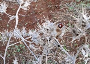 הציד הבלתי חוקי: תושבי שכם נעצרו בעמק המעיינות בצפון | צפו