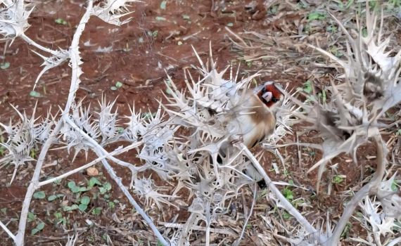הציד הבלתי חוקי: תושבי שכם נעצרו בעמק המעיינות בצפון | צפו