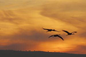 החורף מגיע: רבבות עגורים פותחים עונת חריפה באגמון החולה