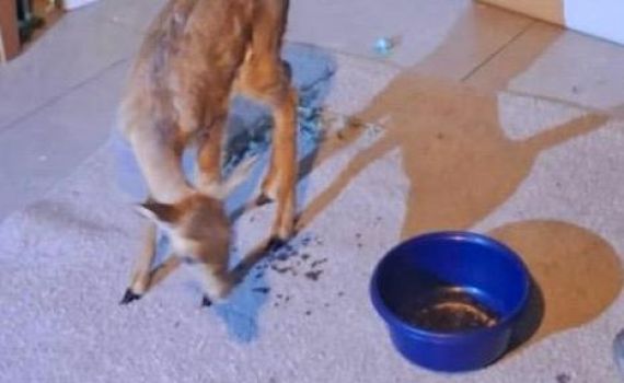 המאבק בסחר בבע"ח: אדם חשוד כי החזיק צבי בביתו ליד ירושלים