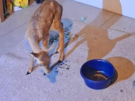 המאבק בסחר בבע"ח: אדם חשוד כי החזיק צבי בביתו ליד ירושלים