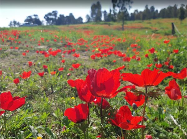 לא רק בדרום אדום: מפת הכלניות החדשה של ישראל נחשפת
