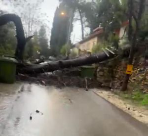 בעקבות רוחות סוערות: קו חשמל נקע בבית זית | תיעוד