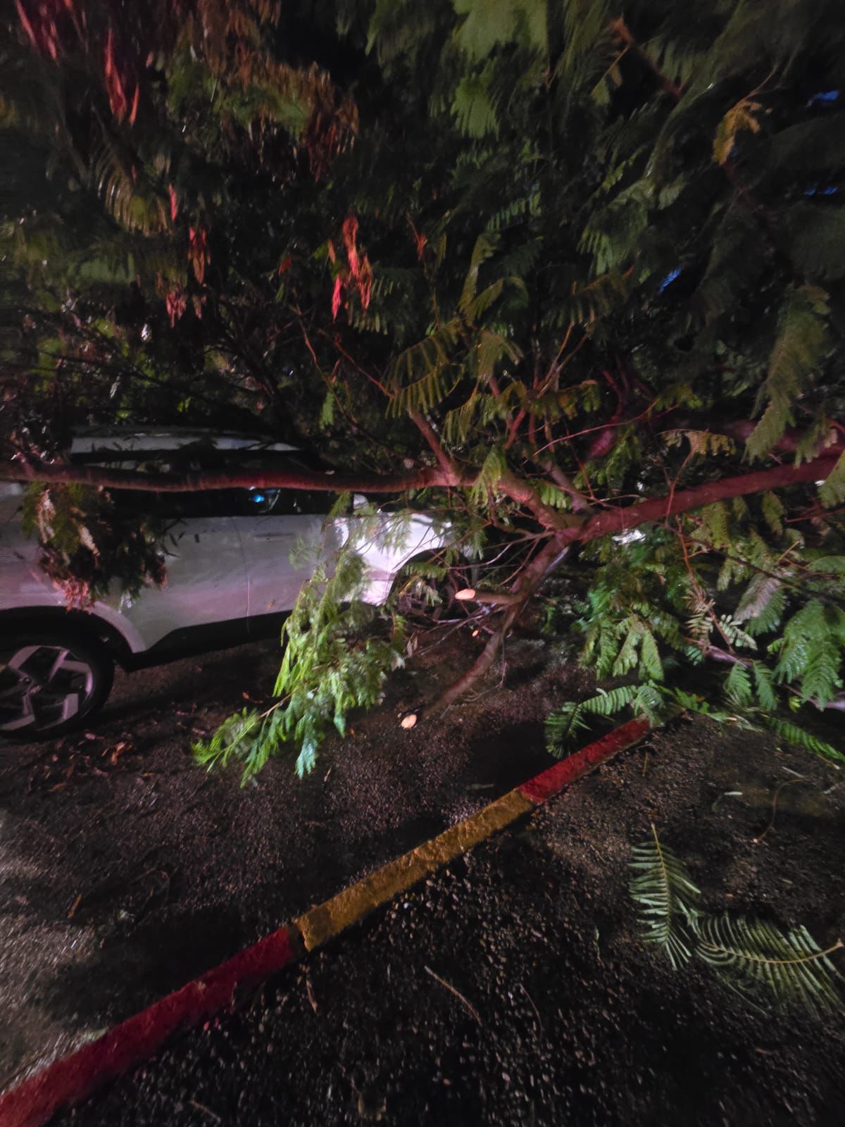 כמעט נגמר באסון: עץ קרס על רכב בחולון, הנהגת במצב קל