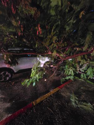 כמעט נגמר באסון: עץ קרס על רכב בחולון, הנהגת במצב קל