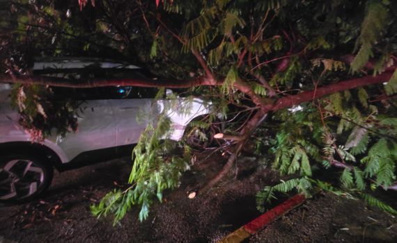 כמעט נגמר באסון: עץ קרס על רכב בחולון, הנהגת במצב קל