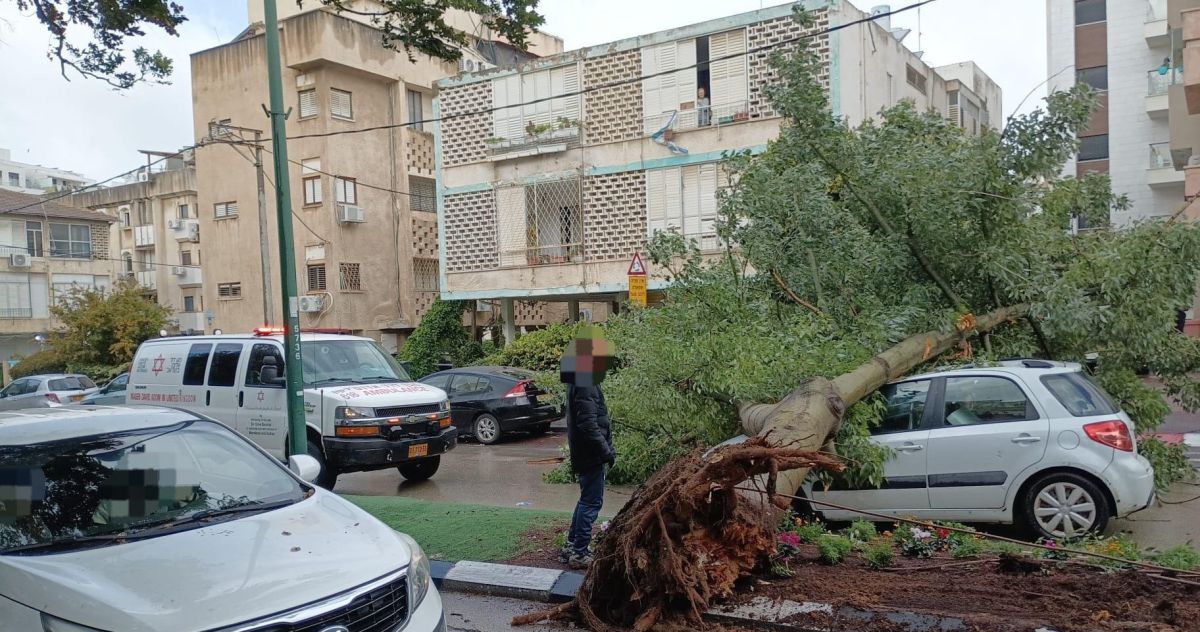 "נגמר בנס": עץ קרס על רכב בהרצליה - הנהג לא נפצע
