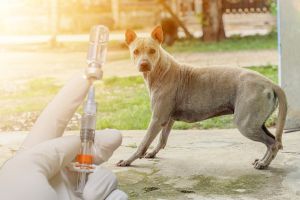 חשש מהתפרצות כלבת בשומרון: 27 אנשים הופנו לקבלת טיפול